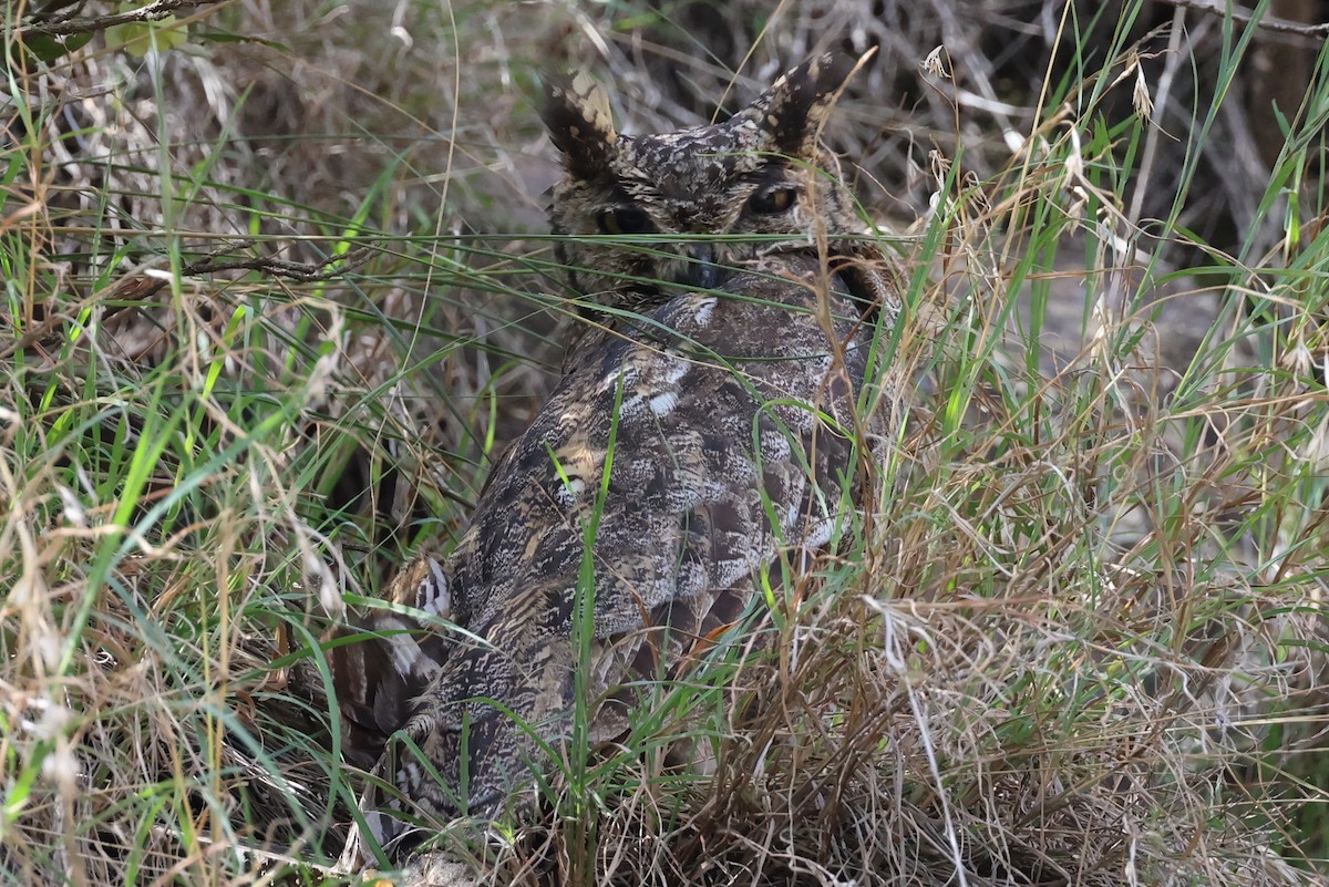 Arabian Eagle-Owl - ML476178771