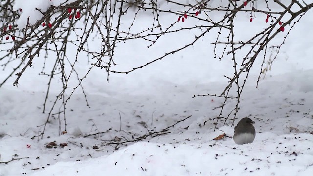 Dark-eyed Junco (Slate-colored) - ML476179