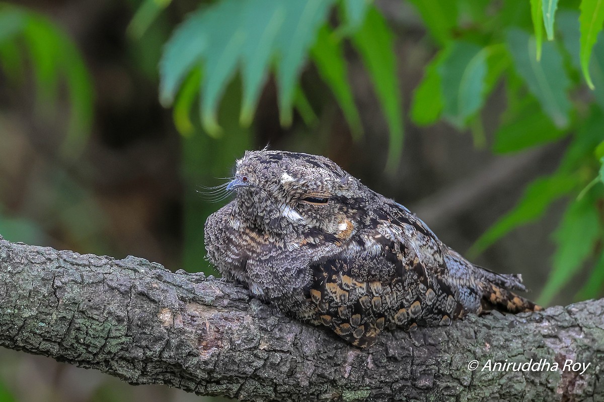 Jungle Nightjar - ML476179851