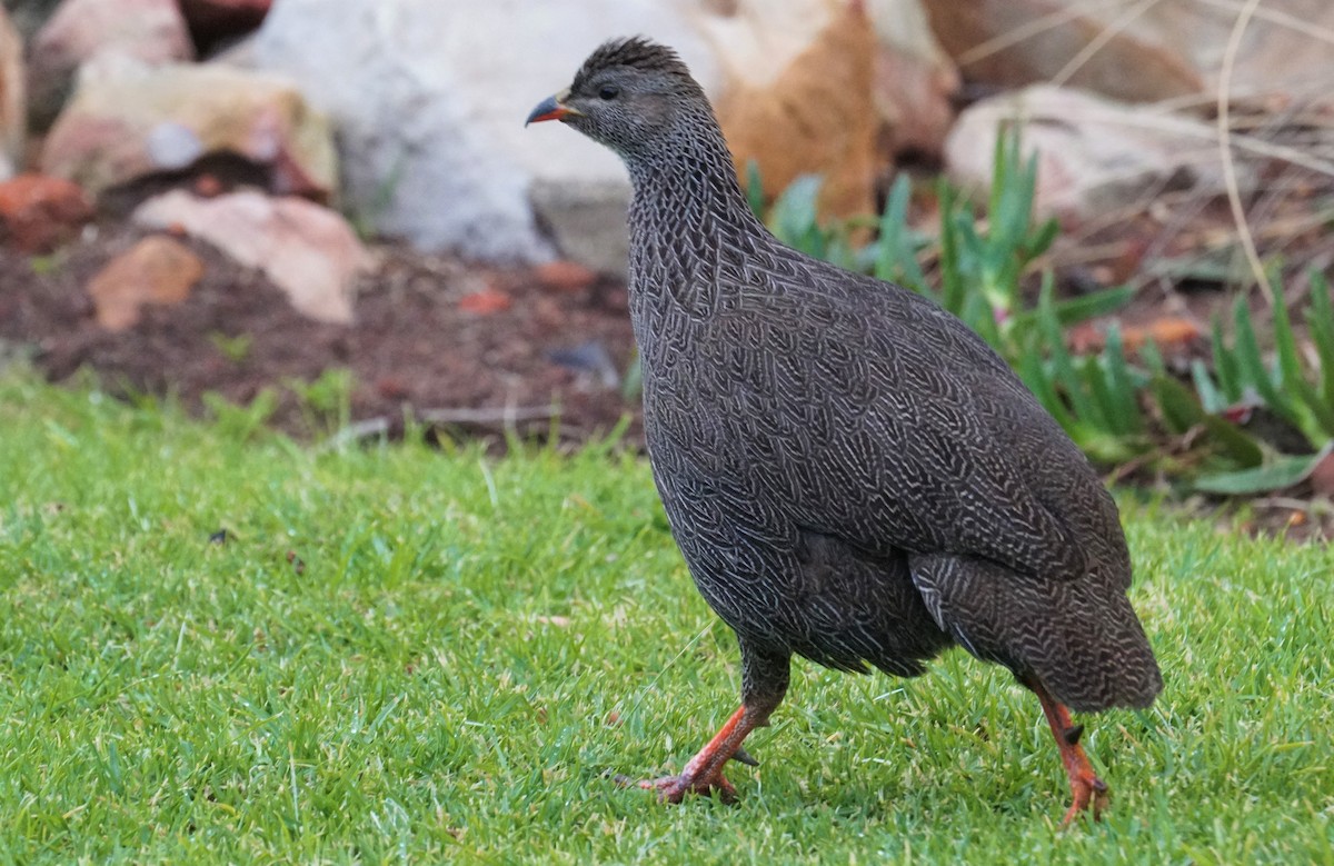 Cape Spurfowl - ML476180021