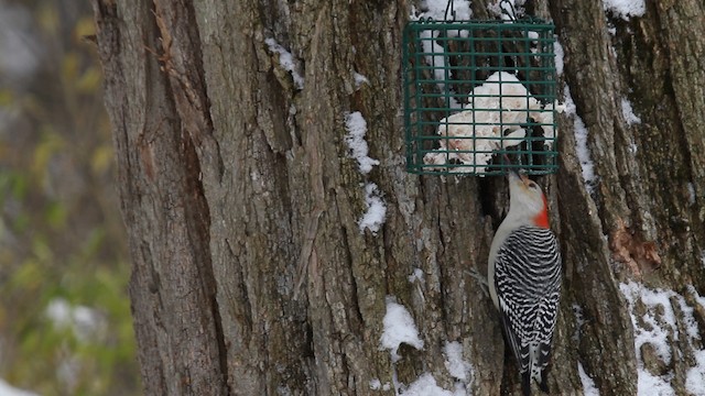 Red-bellied Woodpecker - ML476181