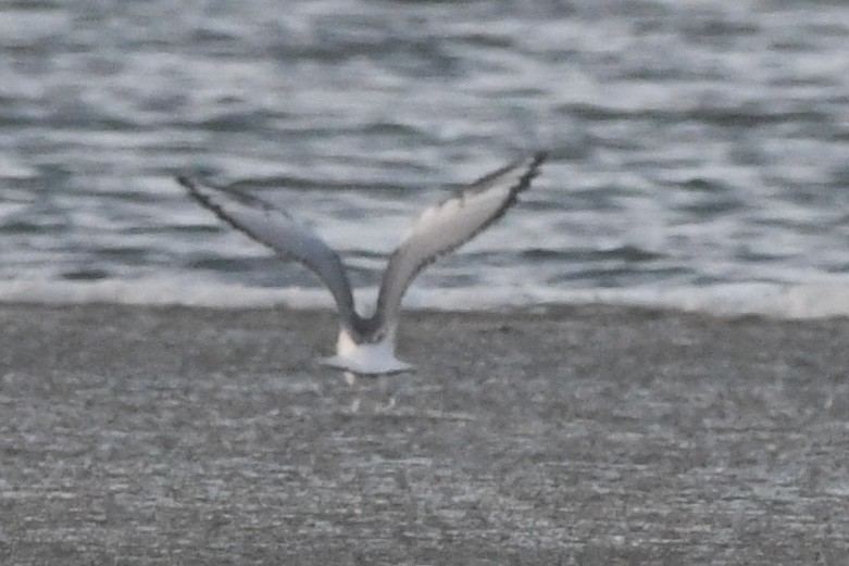 Bonaparte's Gull - ML476181151