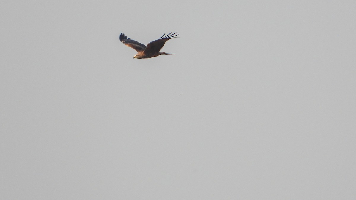 Red Kite - ML476181911