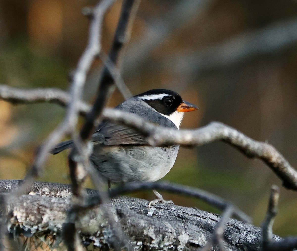 Saffron-billed Sparrow - ML476182241