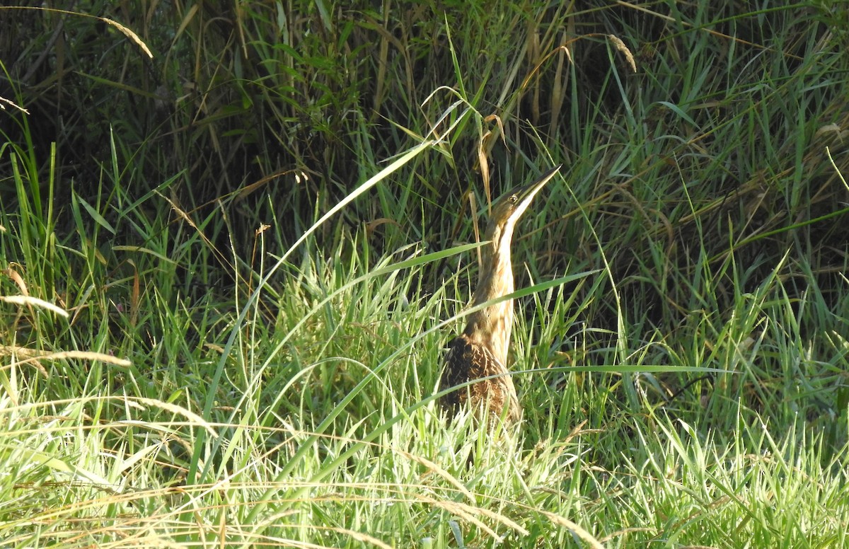 American Bittern - ML476183051