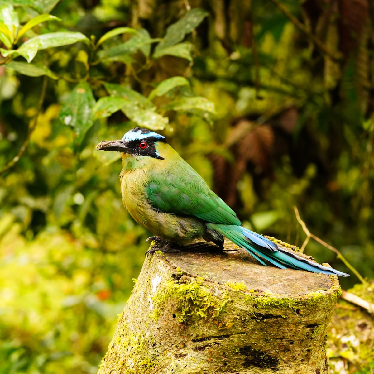 Andean Motmot - ML476183081