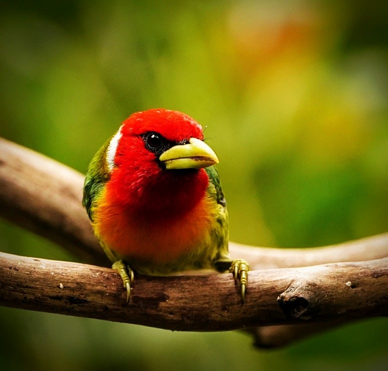 Red-headed Barbet - ML476183091