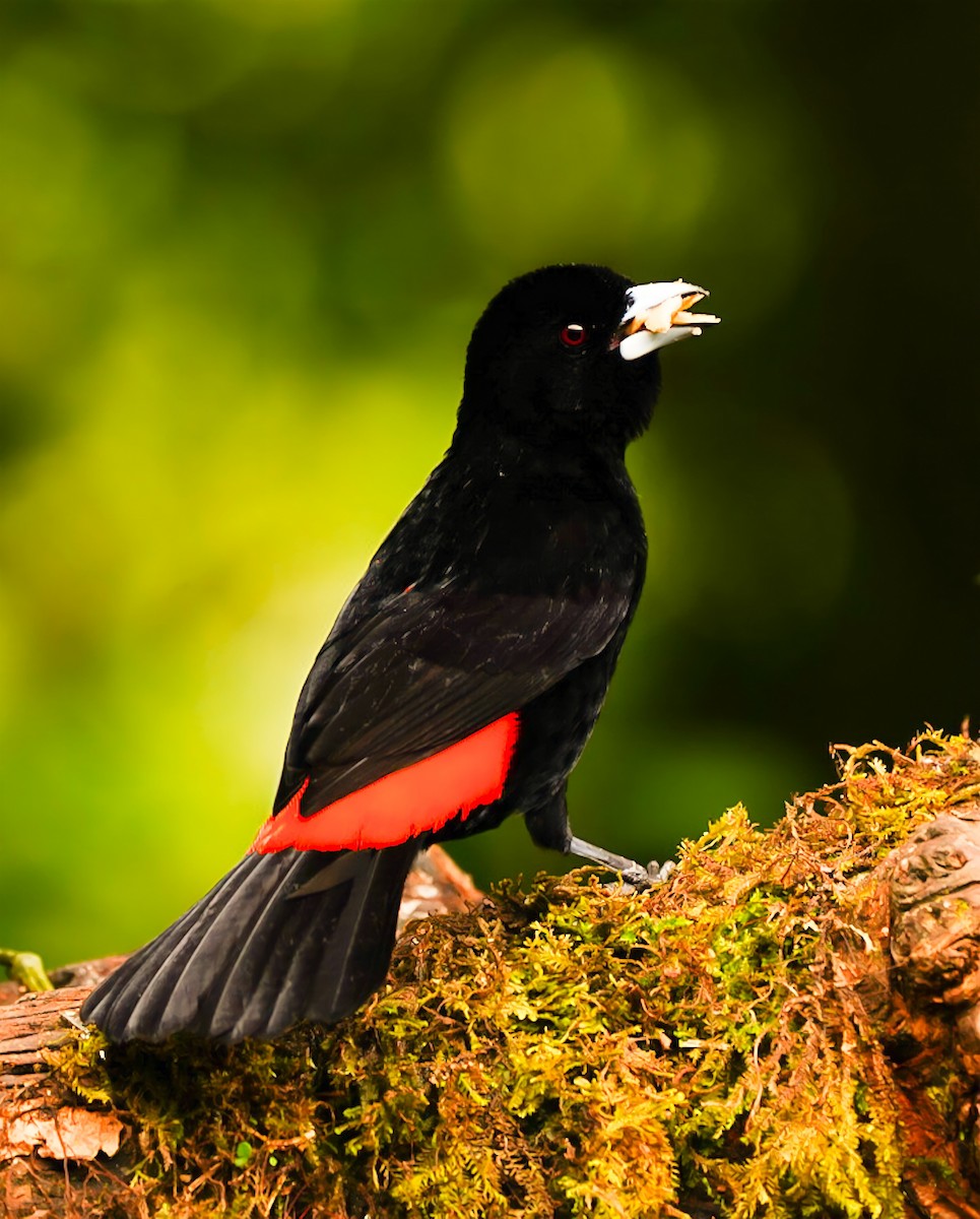 Flame-rumped Tanager (Flame-rumped) - ML476183131