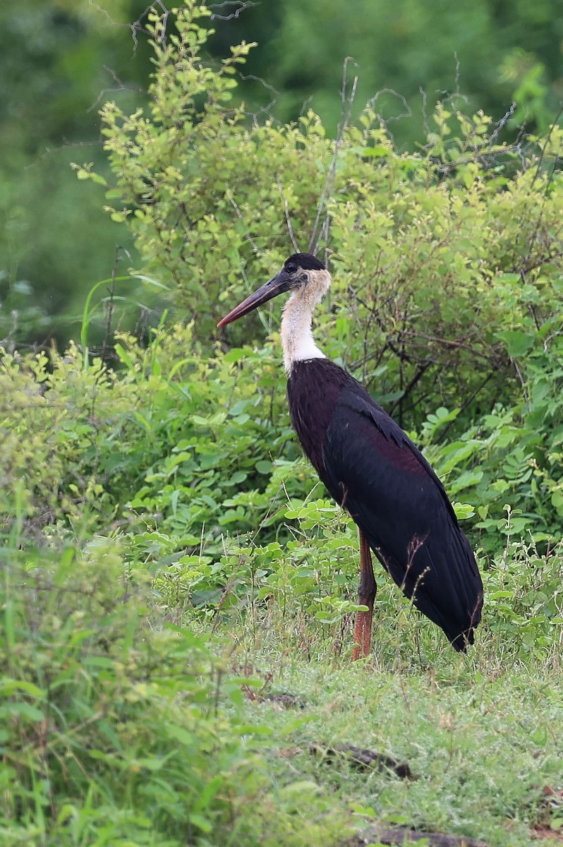 Asian Woolly-necked Stork - Hemanya Radadia