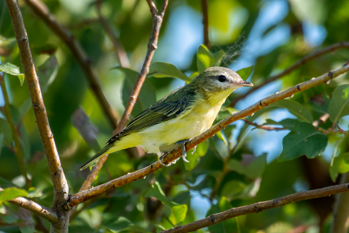 Philadelphia Vireo - ML476183751