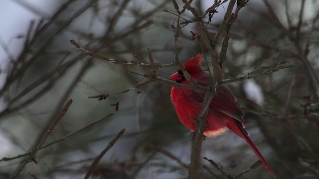 Cardinal rouge - ML476185