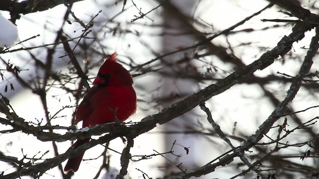 Northern Cardinal - ML476186