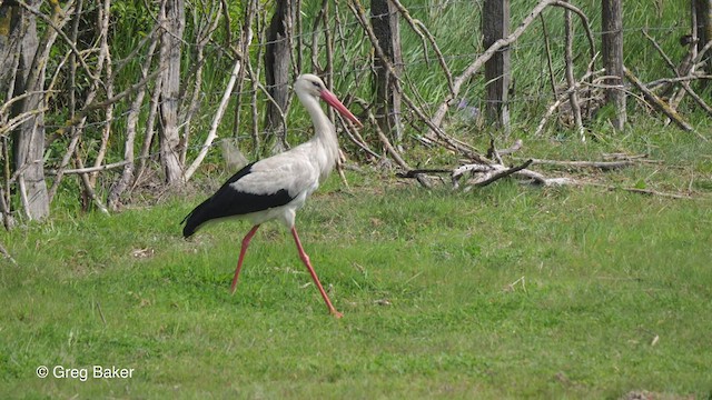 White Stork - ML476186021