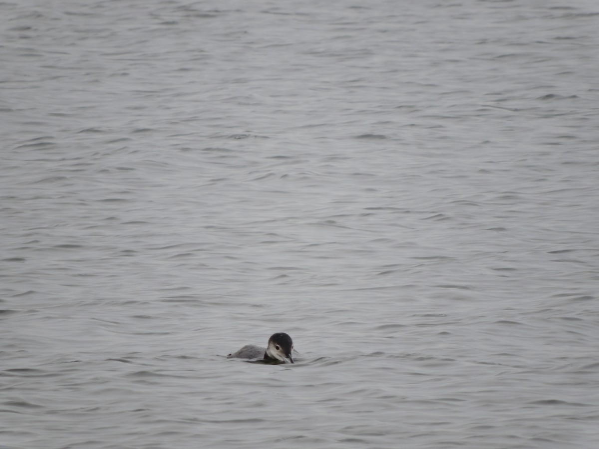 Common Loon - ML47618621