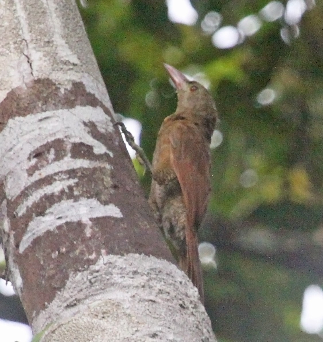 Bar-bellied Woodcreeper - ML476186461