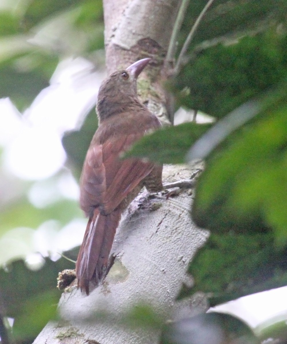 Bar-bellied Woodcreeper - ML476187011