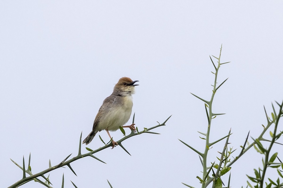 Red-pate Cisticola - Niall D Perrins