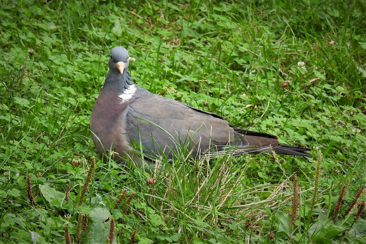 Common Wood-Pigeon (White-necked) - ML476187671