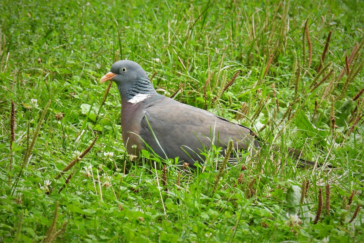 Common Wood-Pigeon (White-necked) - ML476187691