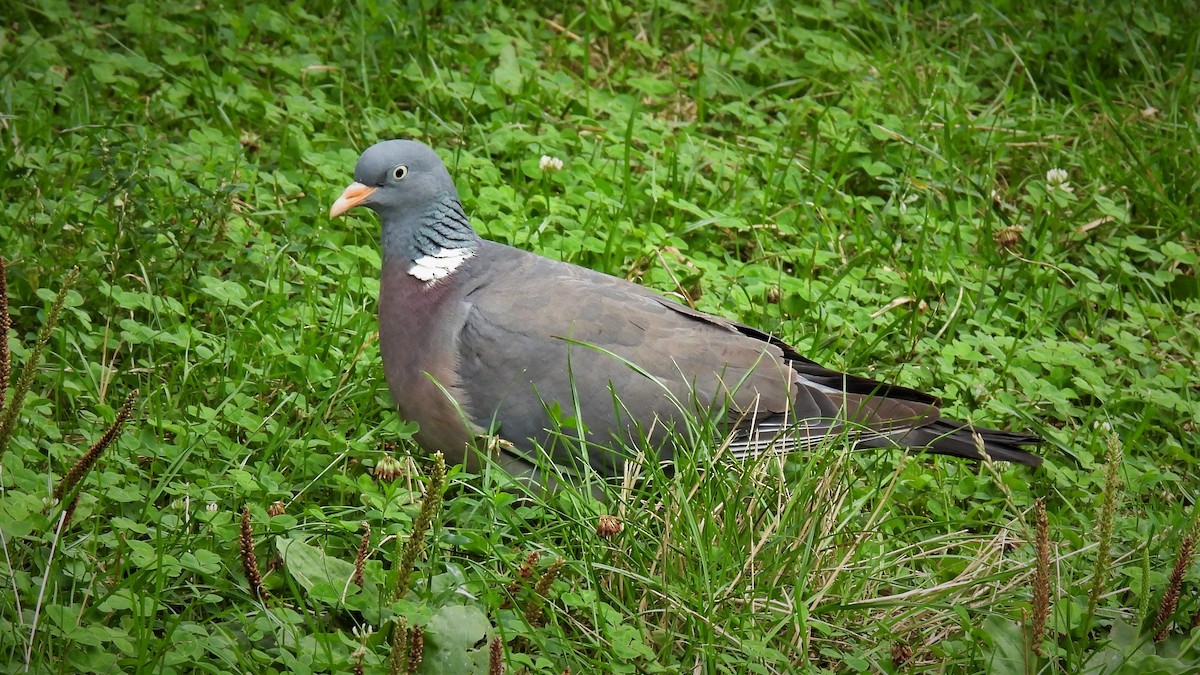 Common Wood-Pigeon (White-necked) - ML476187701