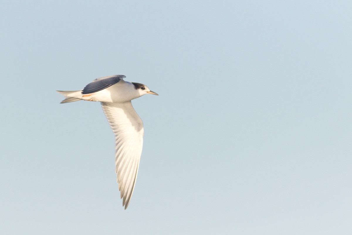 アジサシ（hirundo/tibetana） - ML476187891