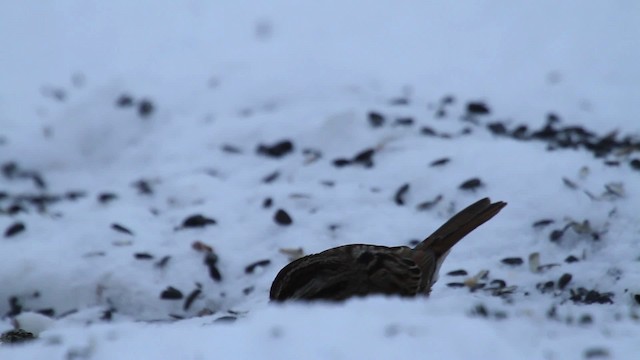 Song Sparrow - ML476188