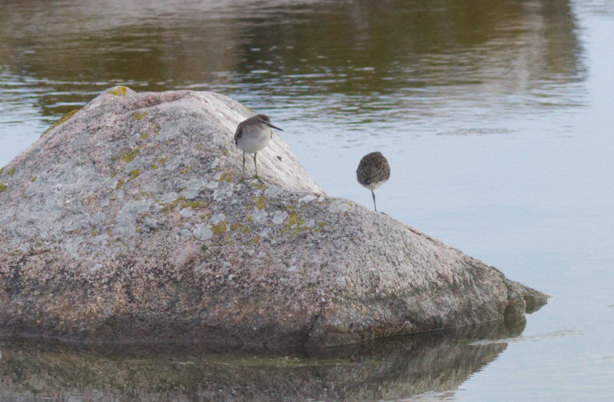 Wood Sandpiper - ML476188011