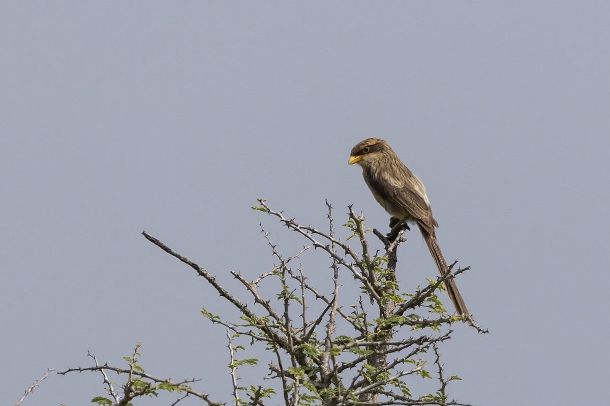 Yellow-billed Shrike - ML476188471