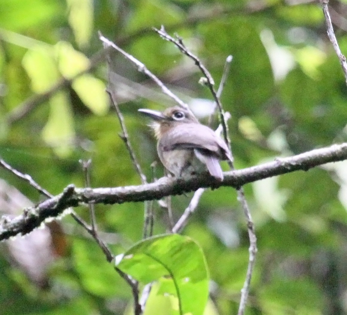 Rusty-breasted Nunlet - ML476188641