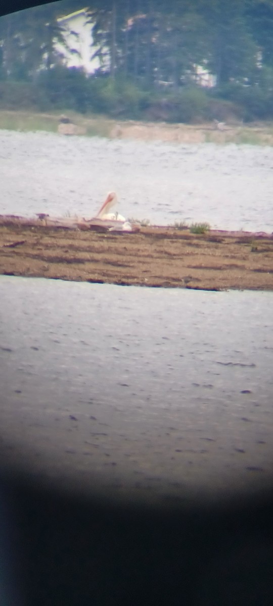 American White Pelican - ML476188871