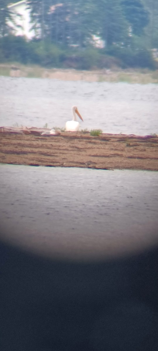 American White Pelican - ML476188891