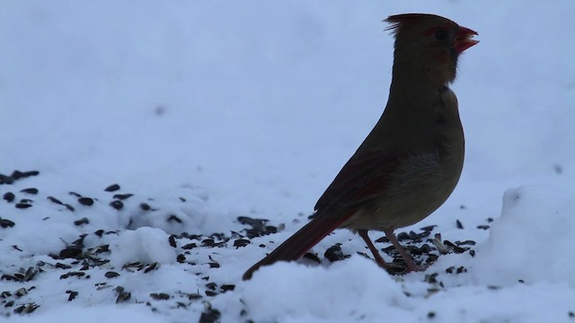 Cardinal rouge - ML476189