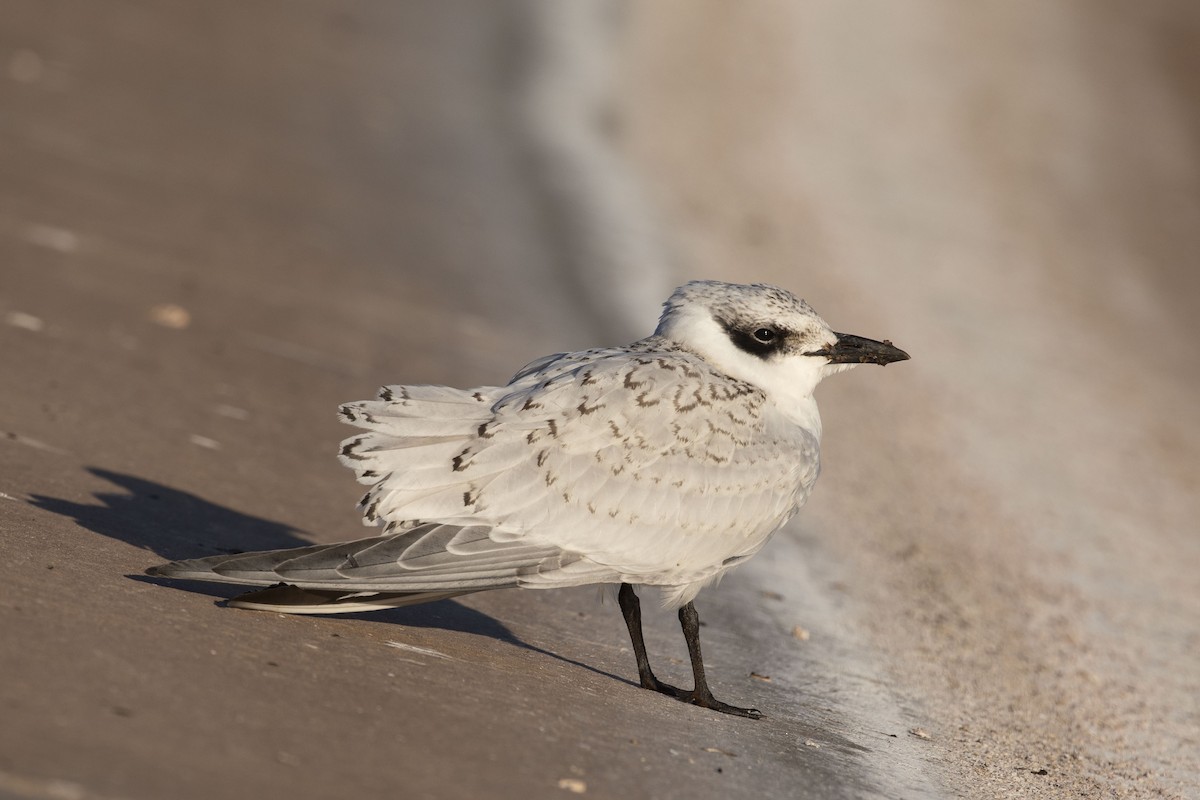 Australian Tern - Isaac Clarey