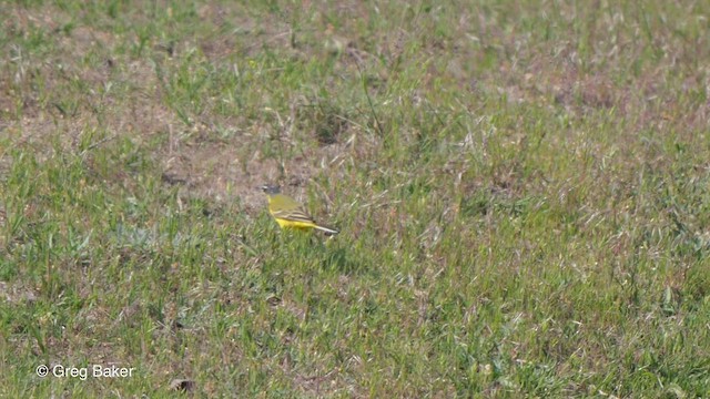 Western Yellow Wagtail (flava/beema) - ML476190731