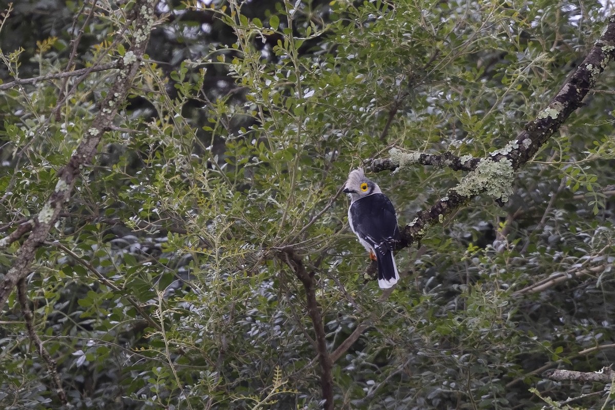 White Helmetshrike (Yellow-eyed) - ML476190981