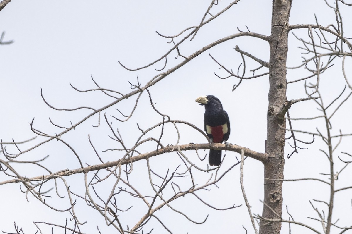 Black-breasted Barbet - ML476191951