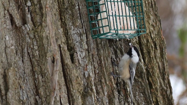 Black-capped Chickadee - ML476193