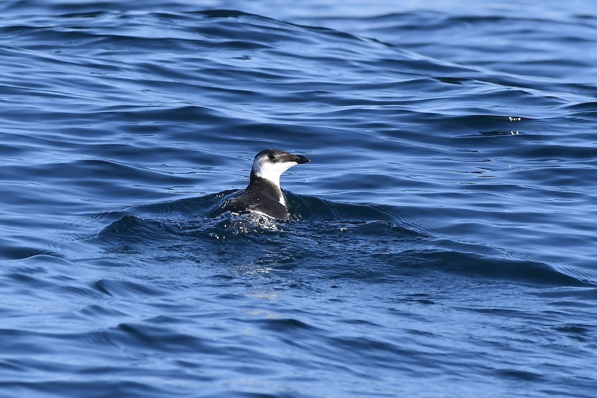 Razorbill - ML476193331