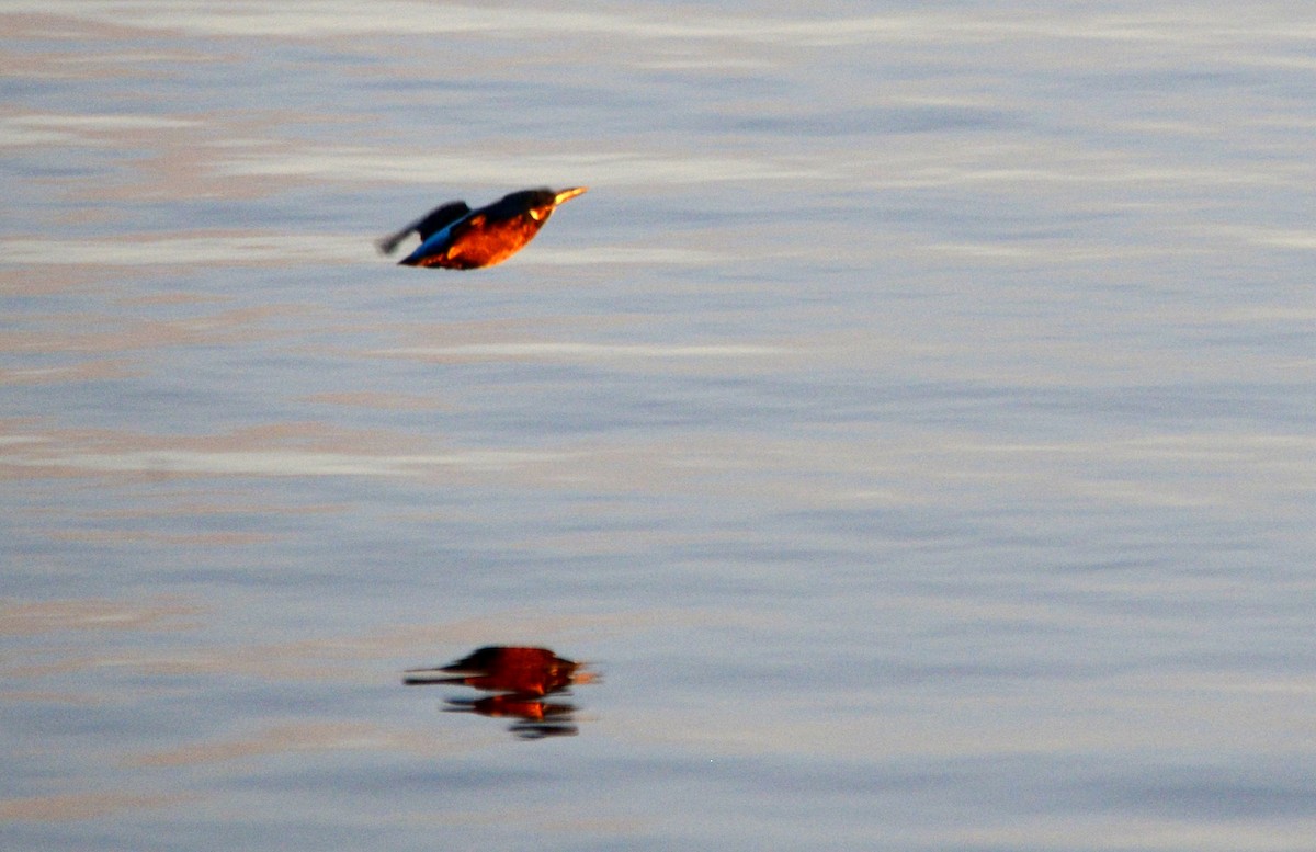 Common Kingfisher - ML476193621