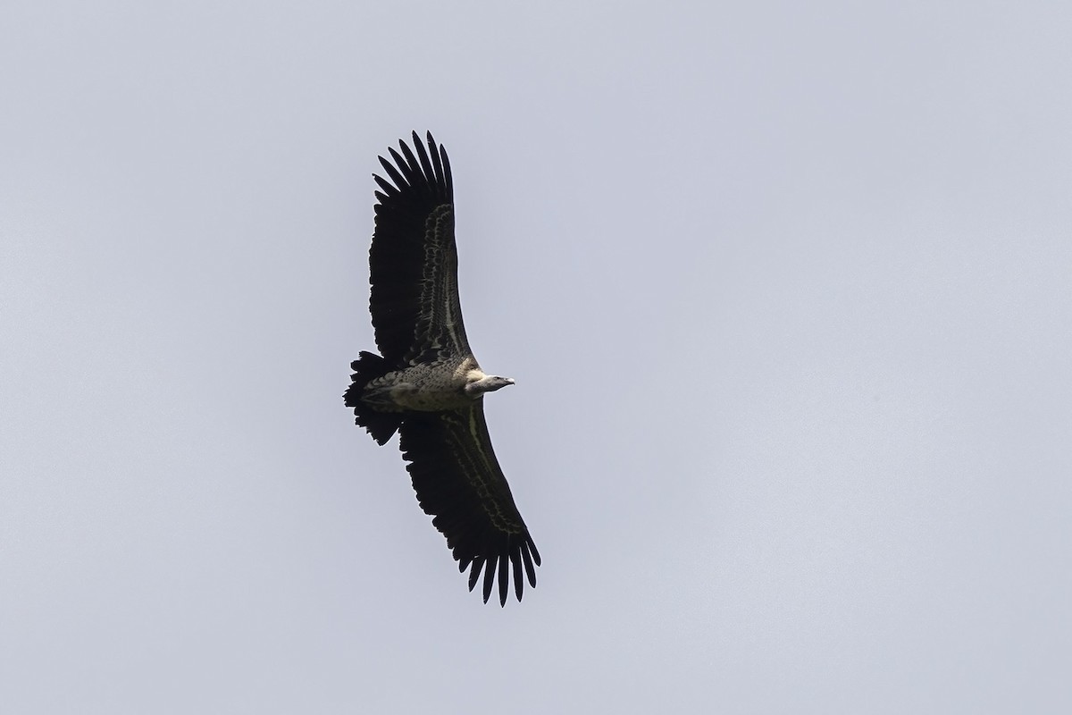 Rüppell's Griffon - ML476193951