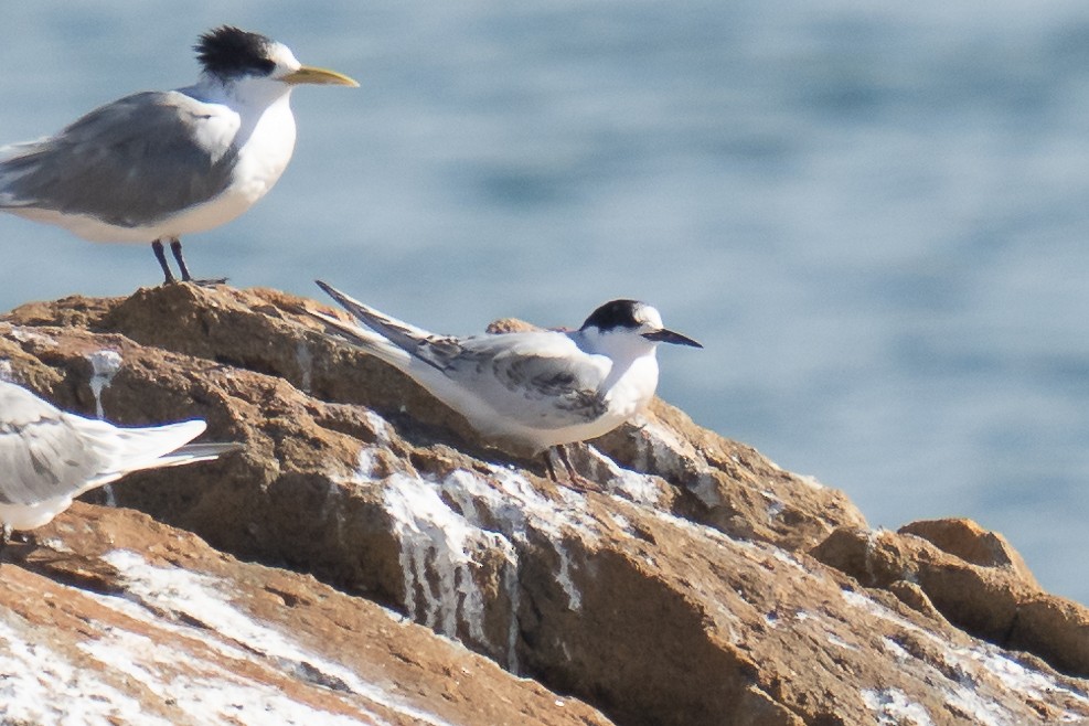 White-fronted Tern - ML476195061