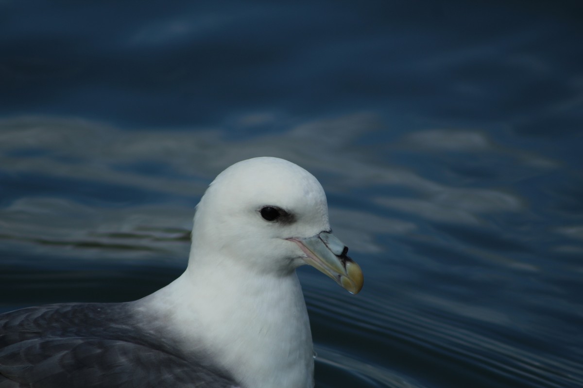 Northern Fulmar - Guillaume Calcagni