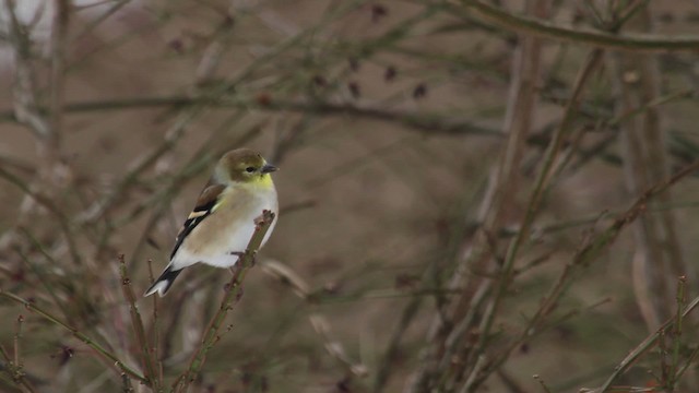 American Goldfinch - ML476197