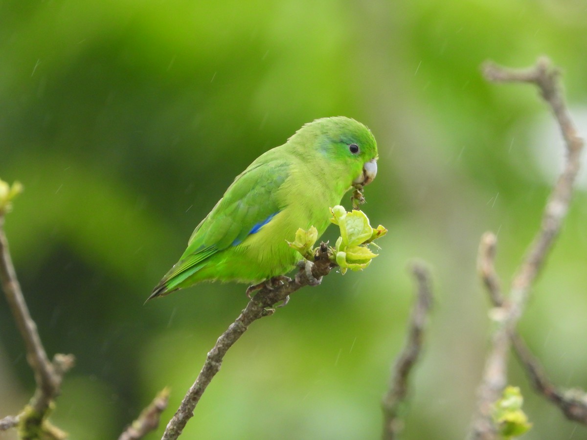 Cobalt-rumped Parrotlet - Manakin Nature Tours Team