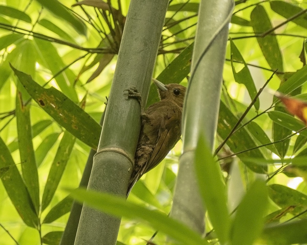 Bamboo Woodpecker - ML476202281