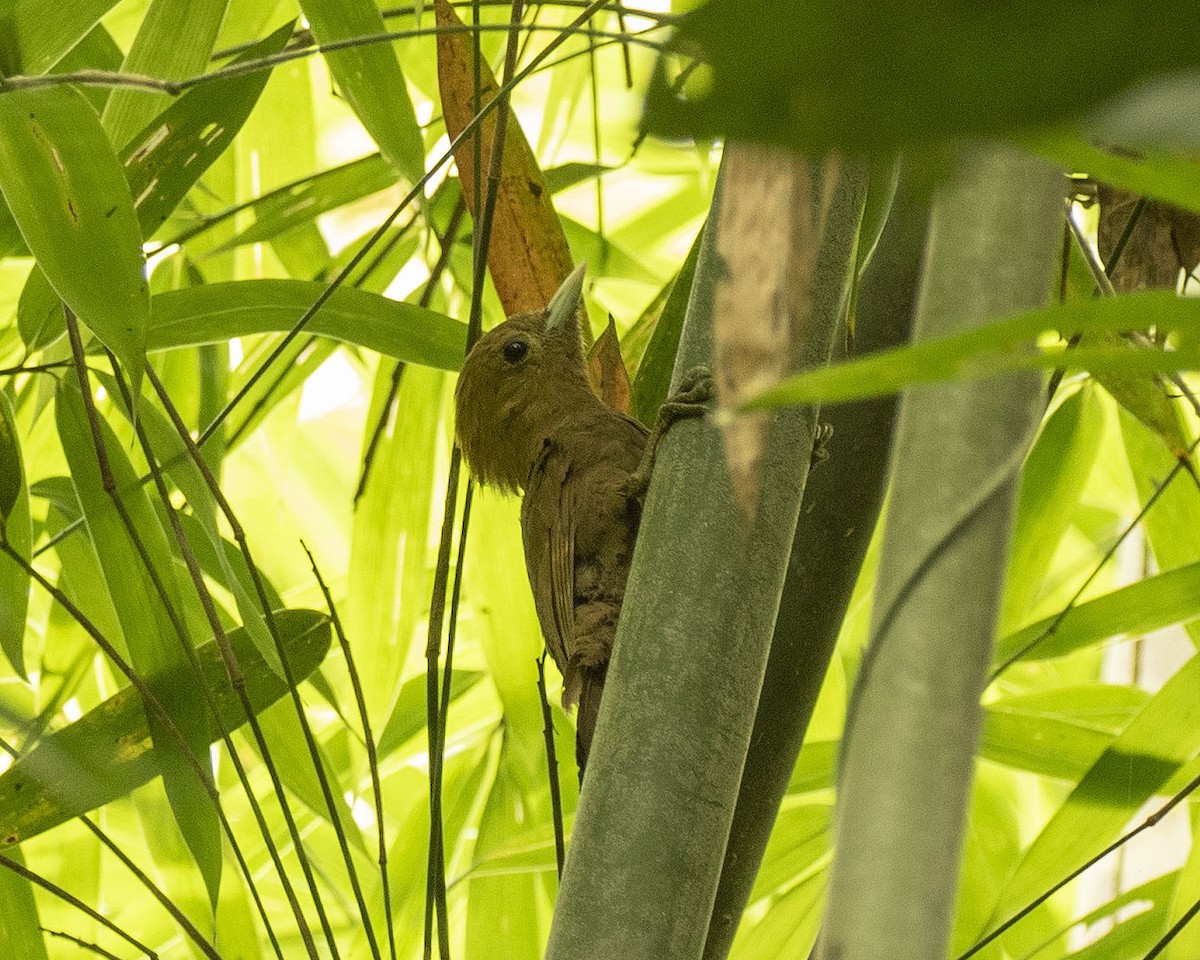 Bamboo Woodpecker - ML476202291