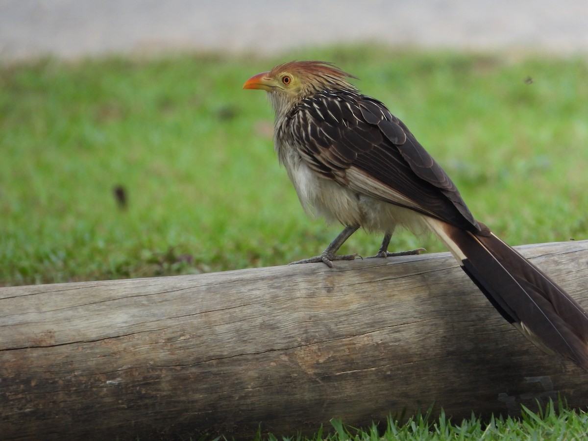 Guira Cuckoo - ML476202371