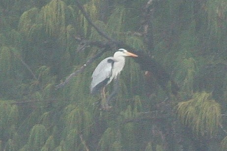 Gray Heron - ML47620291