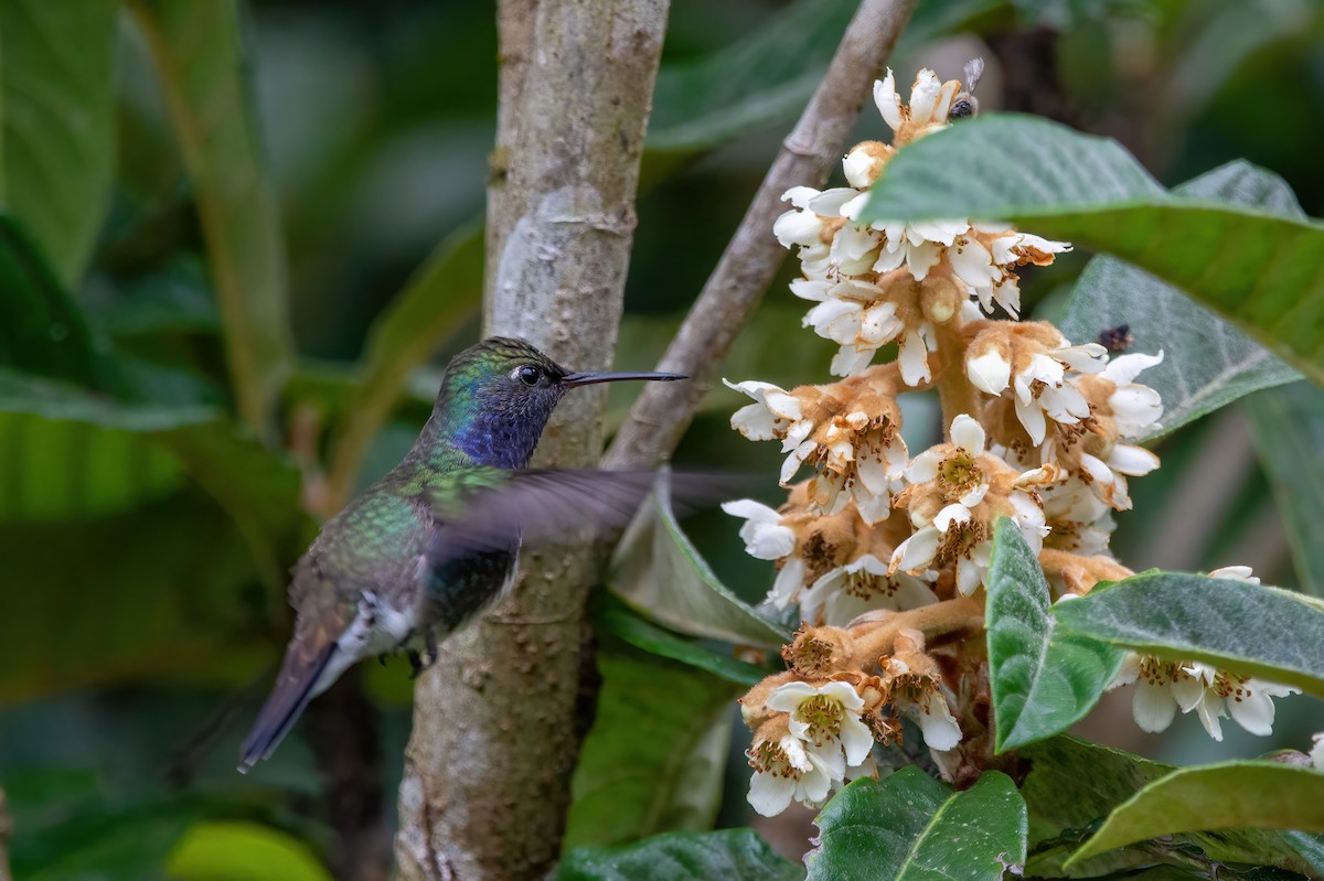 kolibřík safírový - ML476203531