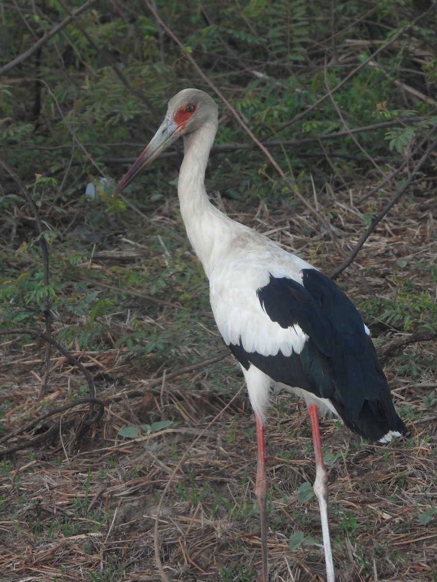 Cigüeña Maguari - ML476203651